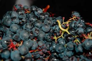 Ustanovni zbor Civilne iniciative za spoštovanje zaščite vina terana3